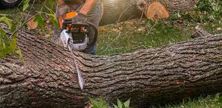 Tree and Shrub Care in Juneau, AK